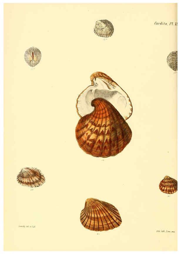 Reproducción/Reproduction 6030110748: Conchologia iconica, or, Illustrations of the shells of molluscous animals. v.1 London :Reeve, Brothers,1843-1878