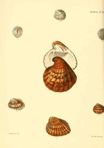 Reproducción/Reproduction 6030110748: Conchologia iconica, or, Illustrations of the shells of molluscous animals. v.1 London :Reeve, Brothers,1843-1878
