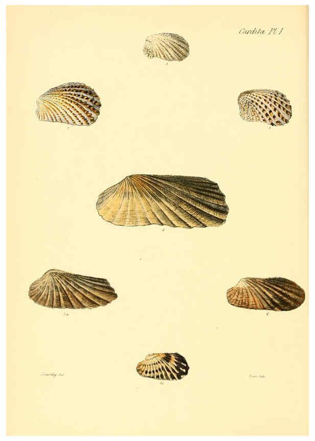 Reproducción/Reproduction 6029554255: Conchologia iconica, or, Illustrations of the shells of molluscous animals. v.1 London :Reeve, Brothers,1843-1878