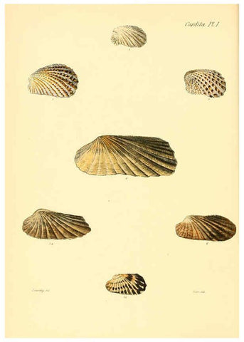 Reproducción/Reproduction 6029554255: Conchologia iconica, or, Illustrations of the shells of molluscous animals. v.1 London :Reeve, Brothers,1843-1878