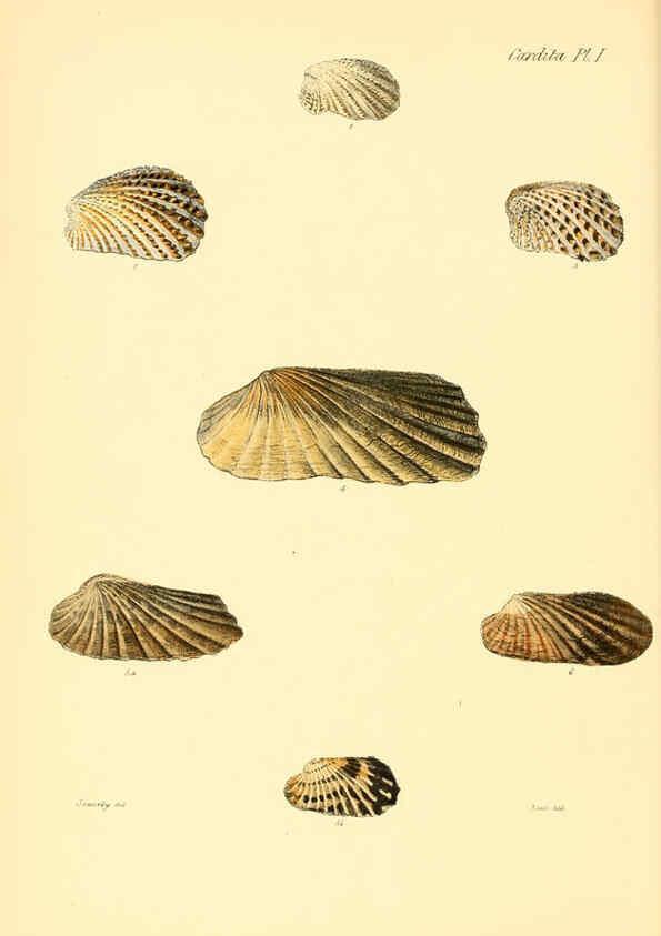 Reproducción/Reproduction 6029554255: Conchologia iconica, or, Illustrations of the shells of molluscous animals. v.1 London :Reeve, Brothers,1843-1878
