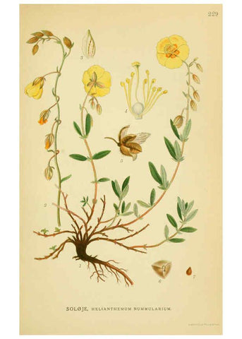 Reproducción/Reproduction 6029399506: Billeder af nordens flora. v.1 København,G.E.C. Gad's forlag,1917-1927