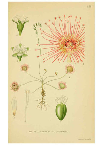 Reproducción/Reproduction 6029399172: Billeder af nordens flora. v.1 København,G.E.C. Gad's forlag,1917-1927