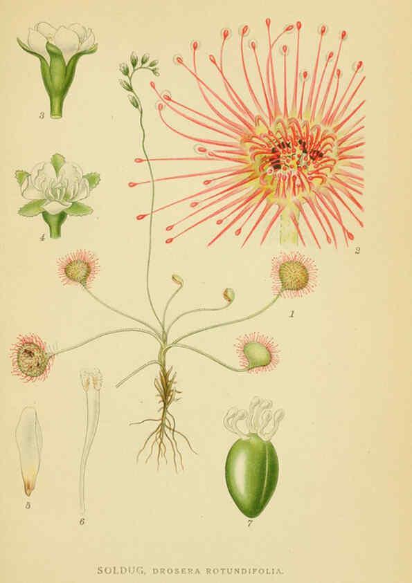Reproducción/Reproduction 6029399172: Billeder af nordens flora. v.1 København,G.E.C. Gad's forlag,1917-1927