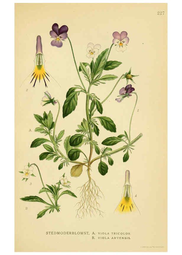 Reproducción/Reproduction 6029398828: Billeder af nordens flora. v.1 København,G.E.C. Gad's forlag,1917-1927