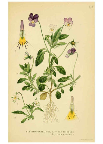 Reproducción/Reproduction 6029398828: Billeder af nordens flora. v.1 København,G.E.C. Gad's forlag,1917-1927