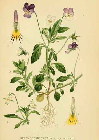 Reproducción/Reproduction 6029398828: Billeder af nordens flora. v.1 København,G.E.C. Gad's forlag,1917-1927