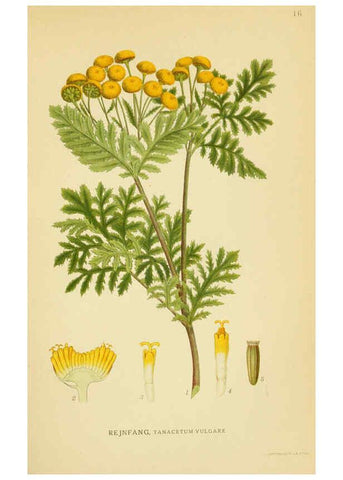 Reproducción/Reproduction 6028711639: Billeder af nordens flora. v.1 København,G.E.C. Gad's forlag,1917-1927