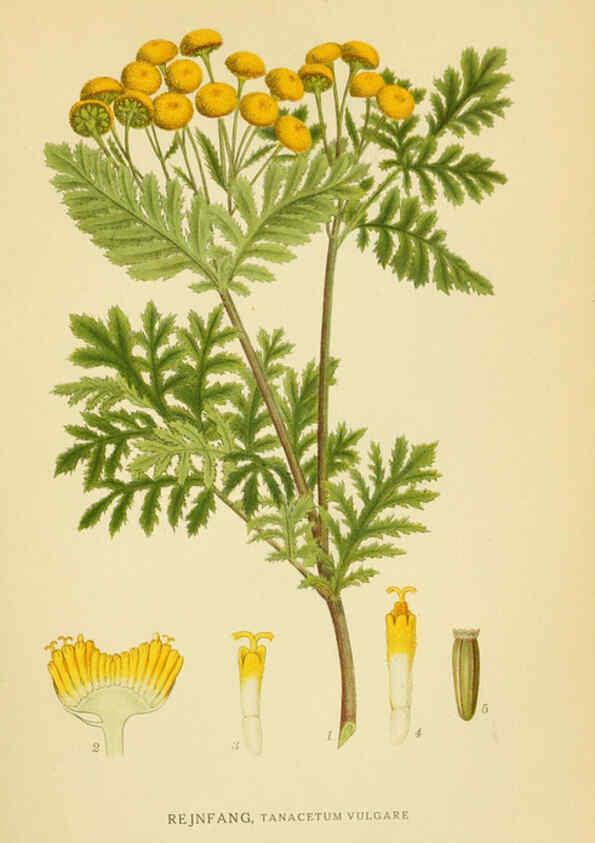 Reproducción/Reproduction 6028711639: Billeder af nordens flora. v.1 København,G.E.C. Gad's forlag,1917-1927