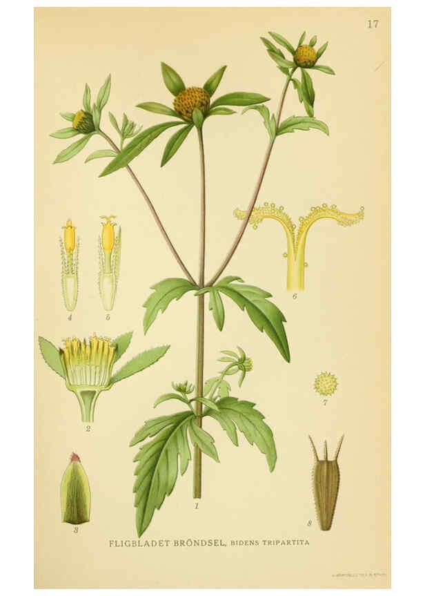 Reproducción/Reproduction 6028711973: Billeder af nordens flora. v.1 København,G.E.C. Gad's forlag,1917-1927