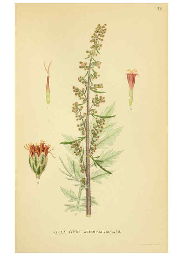 Reproducción/Reproduction 6028712201: Billeder af nordens flora. v.1 København,G.E.C. Gad's forlag,1917-1927