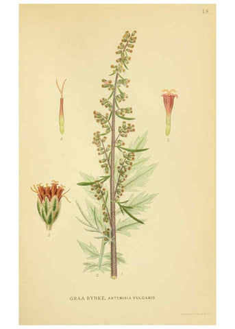 Reproducción/Reproduction 6028712201: Billeder af nordens flora. v.1 København,G.E.C. Gad's forlag,1917-1927