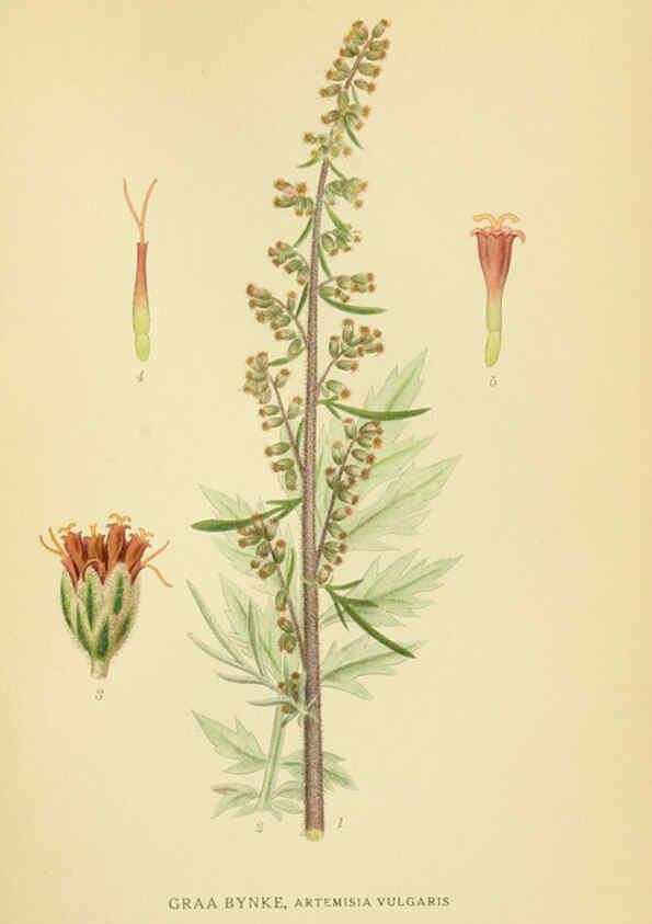 Reproducción/Reproduction 6028712201: Billeder af nordens flora. v.1 København,G.E.C. Gad's forlag,1917-1927
