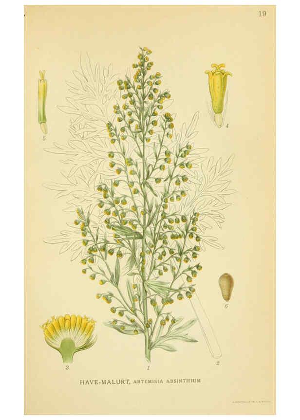 Reproducción/Reproduction 6029264660: Billeder af nordens flora. v.1 København,G.E.C. Gad's forlag,1917-1927