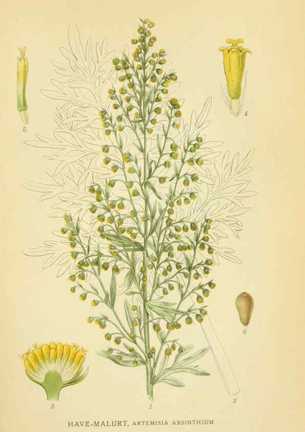 Reproducción/Reproduction 6029264660: Billeder af nordens flora. v.1 København,G.E.C. Gad's forlag,1917-1927