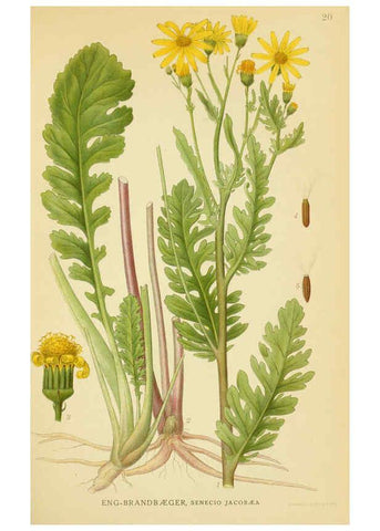 Reproducción/Reproduction 6028712763: Billeder af nordens flora. v.1 København,G.E.C. Gad's forlag,1917-1927