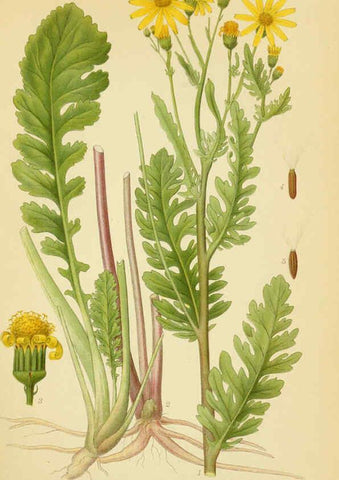 Reproducción/Reproduction 6028712763: Billeder af nordens flora. v.1 København,G.E.C. Gad's forlag,1917-1927