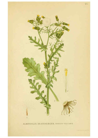 Reproducción/Reproduction 6028712979: Billeder af nordens flora. v.1 København,G.E.C. Gad's forlag,1917-1927