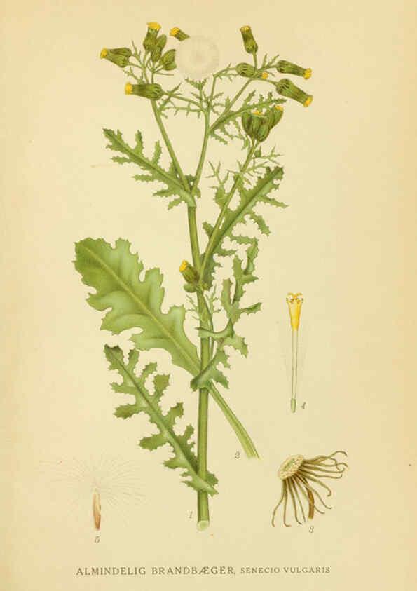 Reproducción/Reproduction 6028712979: Billeder af nordens flora. v.1 København,G.E.C. Gad's forlag,1917-1927