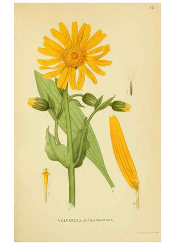 Reproducción/Reproduction 6028713181: Billeder af nordens flora. v.1 København,G.E.C. Gad's forlag,1917-1927