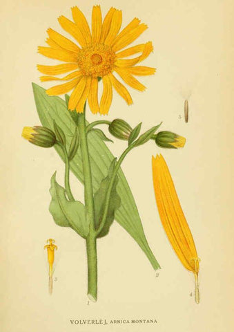 Reproducción/Reproduction 6028713181: Billeder af nordens flora. v.1 København,G.E.C. Gad's forlag,1917-1927
