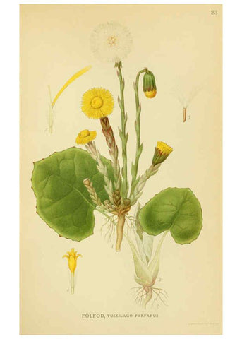Reproducción/Reproduction 6028713467: Billeder af nordens flora. v.1 København,G.E.C. Gad's forlag,1917-1927