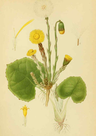 Reproducción/Reproduction 6028713467: Billeder af nordens flora. v.1 København,G.E.C. Gad's forlag,1917-1927