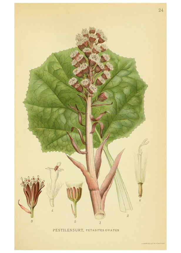 Reproducción/Reproduction 6029265934: Billeder af nordens flora. v.1 København,G.E.C. Gad's forlag,1917-1927