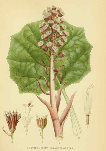 Reproducción/Reproduction 6029265934: Billeder af nordens flora. v.1 København,G.E.C. Gad's forlag,1917-1927