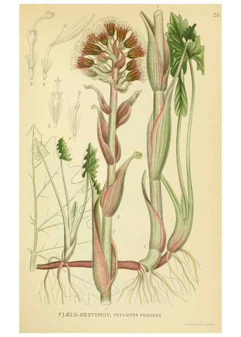 Reproducción/Reproduction 6029266240: Billeder af nordens flora. v.1 København,G.E.C. Gad's forlag,1917-1927