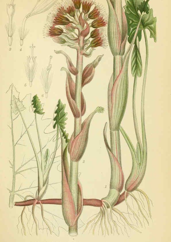 Reproducción/Reproduction 6029266240: Billeder af nordens flora. v.1 København,G.E.C. Gad's forlag,1917-1927