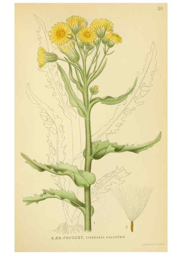 Reproducción/Reproduction 6028714299: Billeder af nordens flora. v.1 København,G.E.C. Gad's forlag,1917-1927