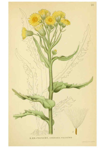 Reproducción/Reproduction 6028714299: Billeder af nordens flora. v.1 København,G.E.C. Gad's forlag,1917-1927