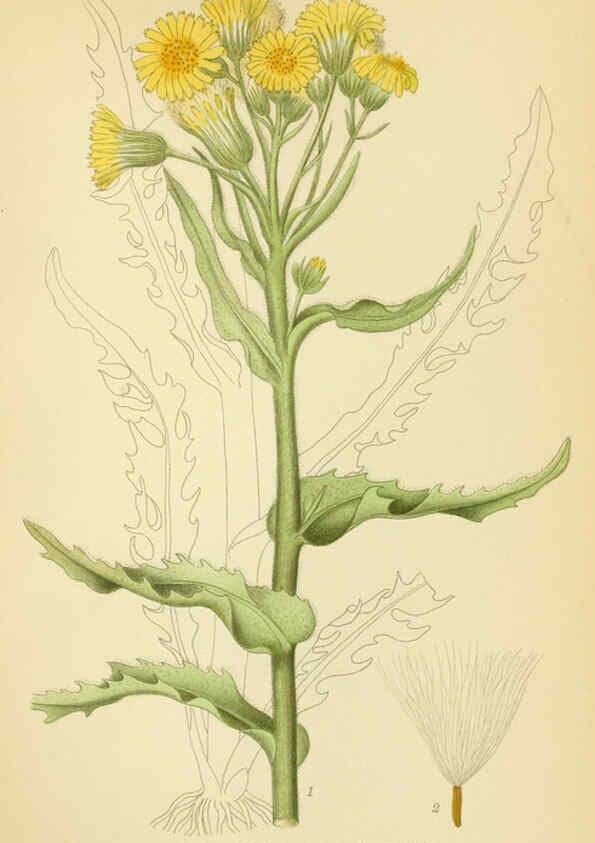 Reproducción/Reproduction 6028714299: Billeder af nordens flora. v.1 København,G.E.C. Gad's forlag,1917-1927