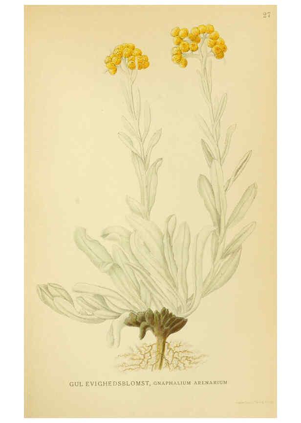 Reproducción/Reproduction 6029266800: Billeder af nordens flora. v.1 København,G.E.C. Gad's forlag,1917-1927