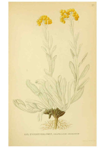 Reproducción/Reproduction 6029266800: Billeder af nordens flora. v.1 København,G.E.C. Gad's forlag,1917-1927