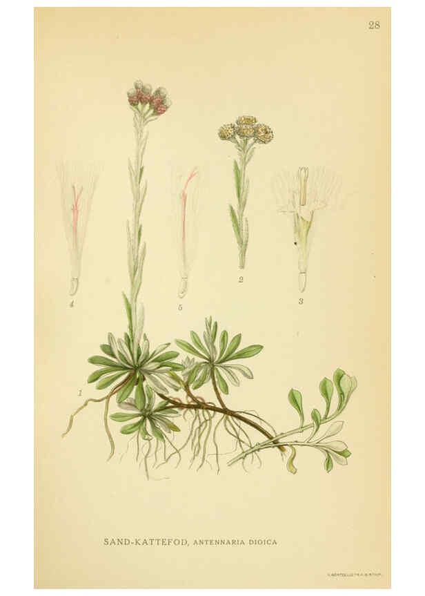 Reproducción/Reproduction 6028715143: Billeder af nordens flora. v.1 København,G.E.C. Gad's forlag,1917-1927