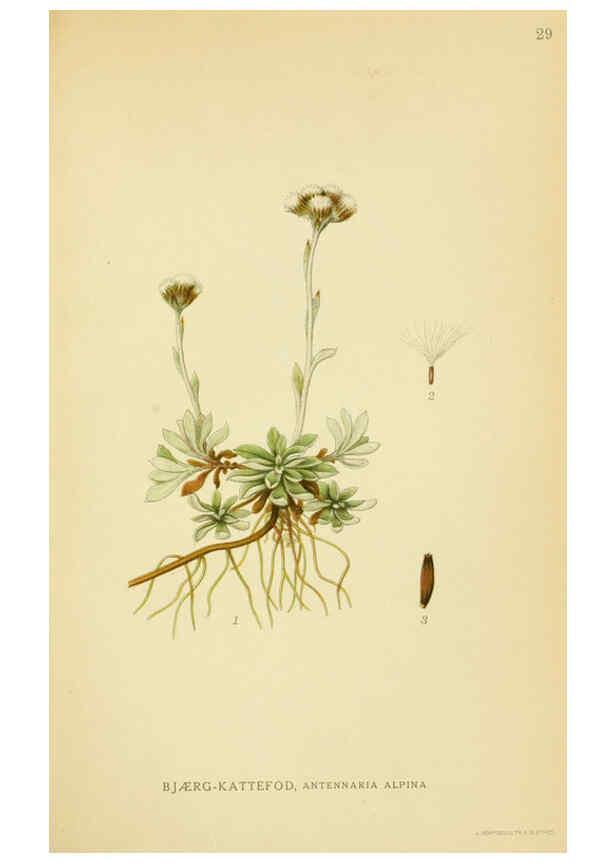 Reproducción/Reproduction 6028715337: Billeder af nordens flora. v.1 København,G.E.C. Gad's forlag,1917-1927