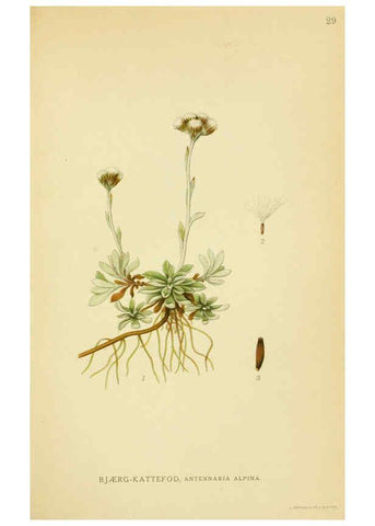 Reproducción/Reproduction 6028715337: Billeder af nordens flora. v.1 København,G.E.C. Gad's forlag,1917-1927