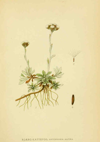 Reproducción/Reproduction 6028715337: Billeder af nordens flora. v.1 København,G.E.C. Gad's forlag,1917-1927