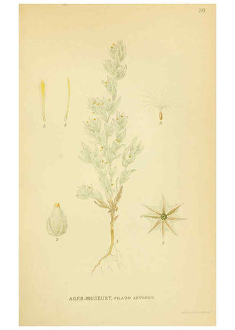 Reproducción/Reproduction 6029267866: Billeder af nordens flora. v.1 København,G.E.C. Gad's forlag,1917-1927