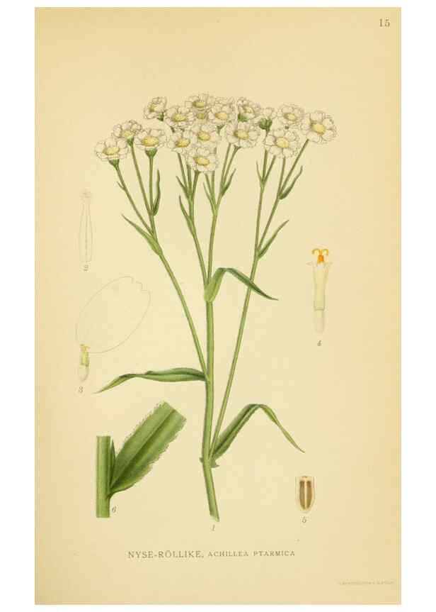 Reproducción/Reproduction 6028711421: Billeder af nordens flora. v.1 København,G.E.C. Gad's forlag,1917-1927