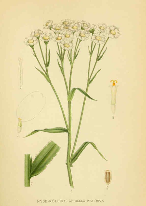 Reproducción/Reproduction 6028711421: Billeder af nordens flora. v.1 København,G.E.C. Gad's forlag,1917-1927