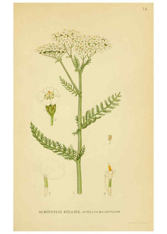 Reproducción/Reproduction 6028711139: Billeder af nordens flora. v.1 København,G.E.C. Gad's forlag,1917-1927