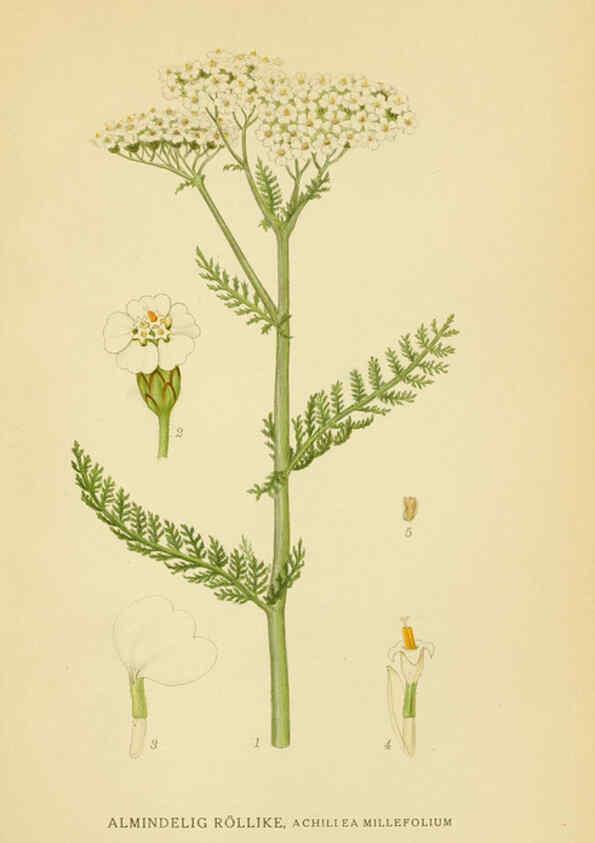 Reproducción/Reproduction 6028711139: Billeder af nordens flora. v.1 København,G.E.C. Gad's forlag,1917-1927