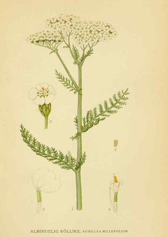 Reproducción/Reproduction 6028711139: Billeder af nordens flora. v.1 København,G.E.C. Gad's forlag,1917-1927