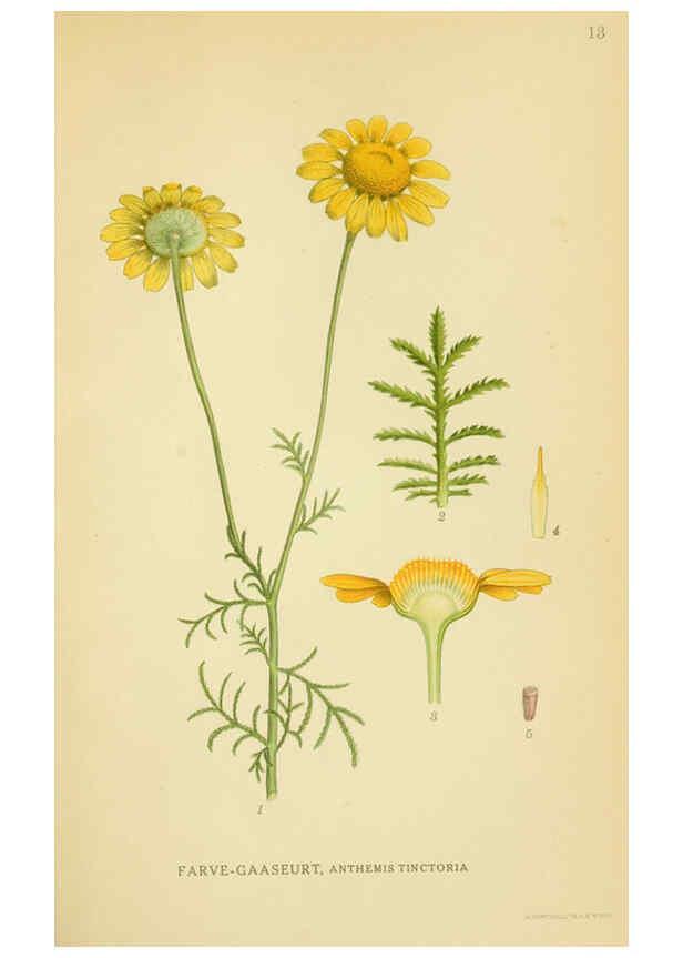 Reproducción/Reproduction 6029263094: Billeder af nordens flora. v.1 København,G.E.C. Gad's forlag,1917-1927