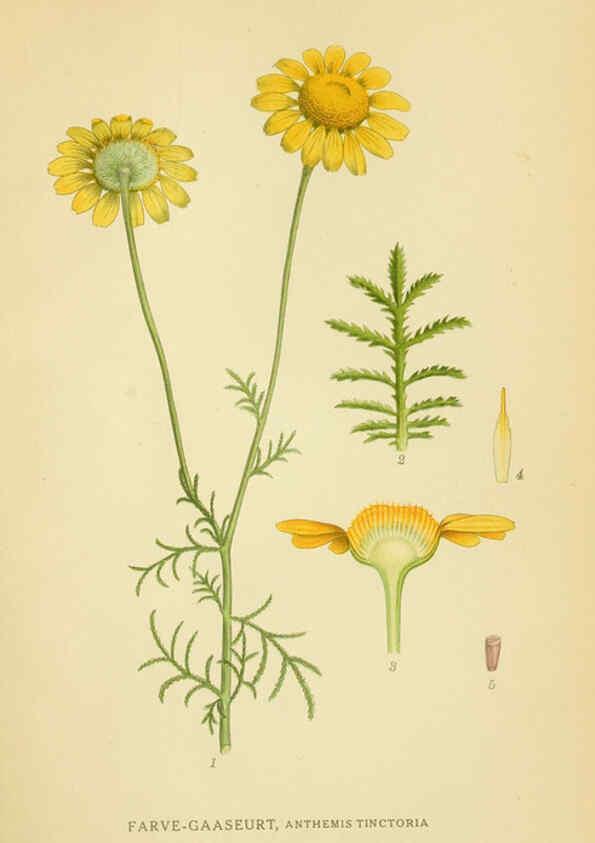 Reproducción/Reproduction 6029263094: Billeder af nordens flora. v.1 København,G.E.C. Gad's forlag,1917-1927
