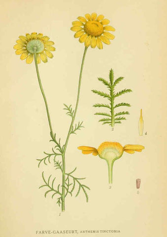 Reproducción/Reproduction 6029263094: Billeder af nordens flora. v.1 København,G.E.C. Gad's forlag,1917-1927