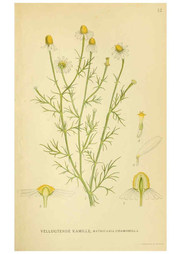 Reproducción/Reproduction 6029262672: Billeder af nordens flora. v.1 København,G.E.C. Gad's forlag,1917-1927